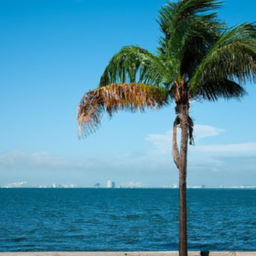 How Is Miami Dealing With Climate Change And Sea Level Rise?